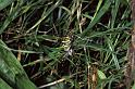Argiope_bruennichi_P1111_Z_87_Les Gris_Frankrijk